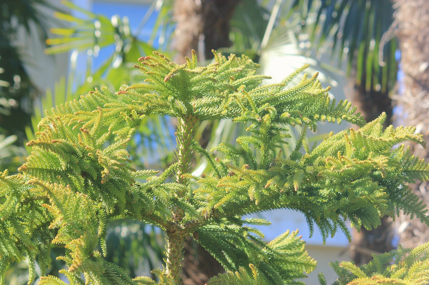 Image of Araucaria cunninghamii specimen.