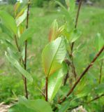 Salix starkeana. Верхушка побега. Ярославская обл., Любимский р-н, д. Хабалево, берег р. Куза. 24.05.2010.