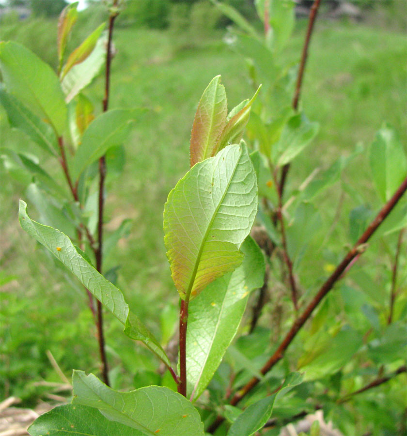 Изображение особи Salix starkeana.