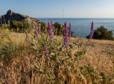 Salvia tesquicola