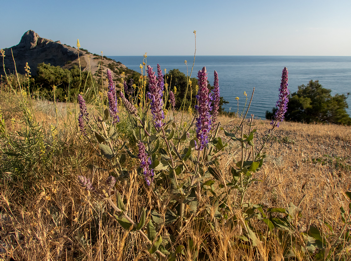 Image of Salvia tesquicola specimen.
