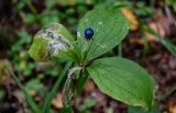 Paris quadrifolia