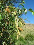 Betula tianschanica. Ветви с соплодиями. Казахстан, Западный Тянь-Шань, Киргизский хр., ущ. Сугаты, ≈ 1400 м н.у.м., тугай. 13 июня 2024 г.