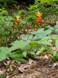 Lathyrus aureus. Цветущее растение. Крым, городской округ Алушта, окр. Ангарского перевала, просека под ЛЭП. 27.05.2024.