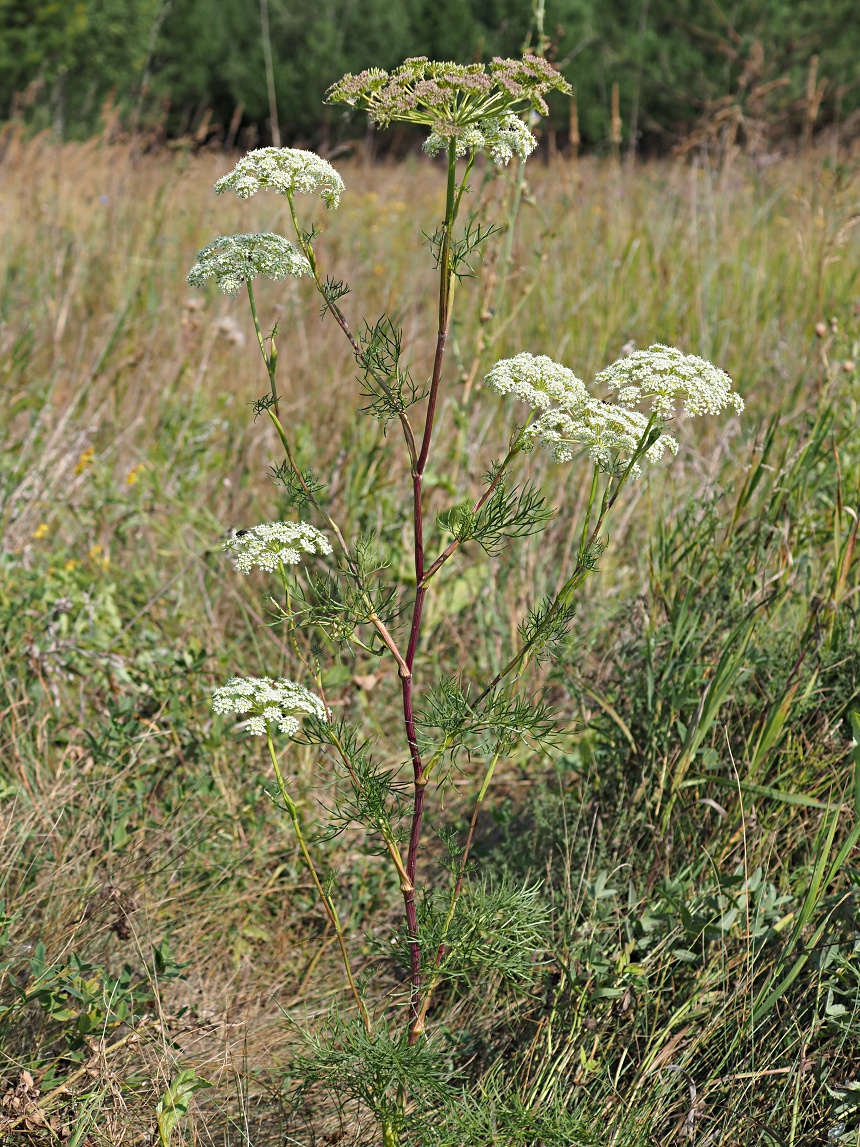 Изображение особи Seseli annuum.