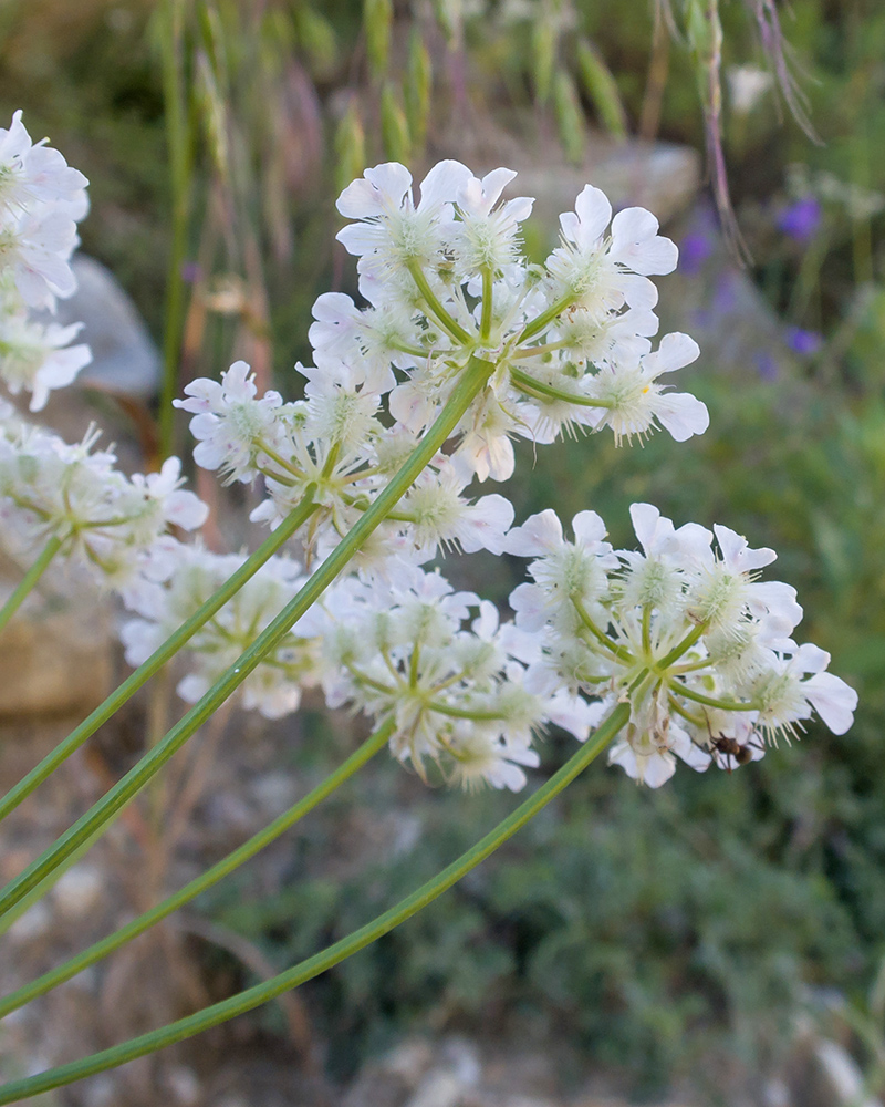 Изображение особи Astrodaucus orientalis.
