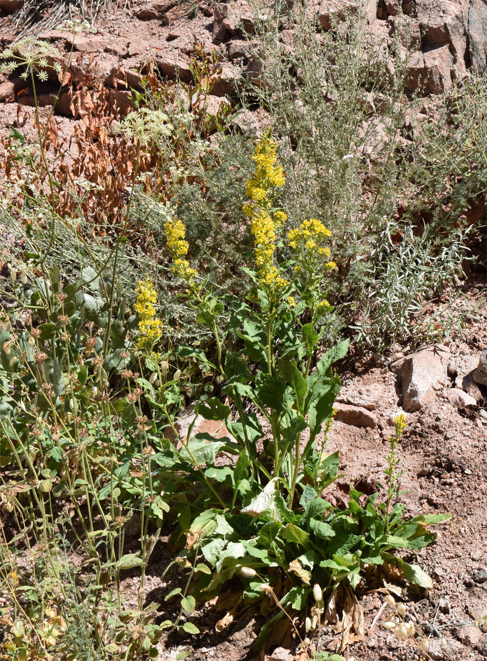 Изображение особи Solidago virgaurea ssp. dahurica.