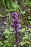 род Dactylorhiza