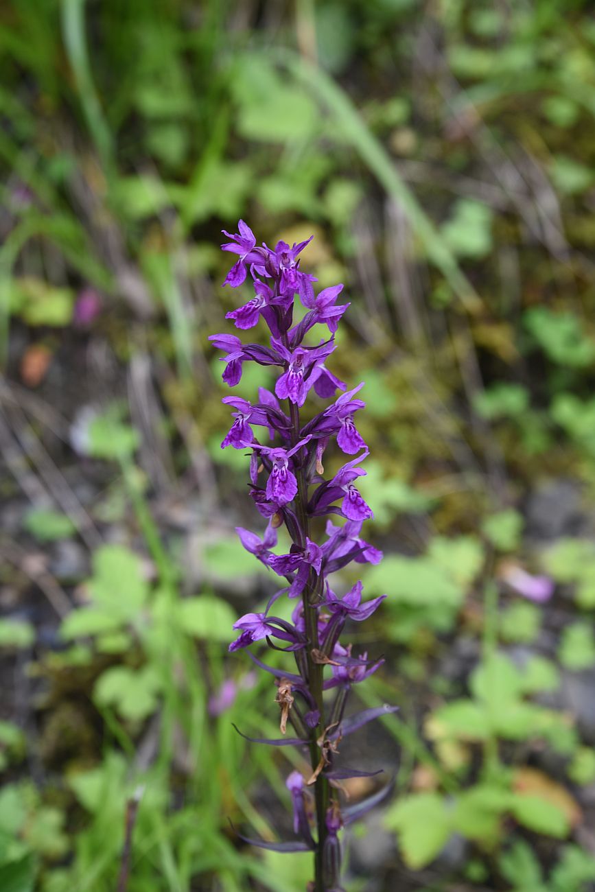 Image of genus Dactylorhiza specimen.