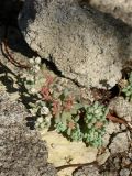 Sedum hispanicum