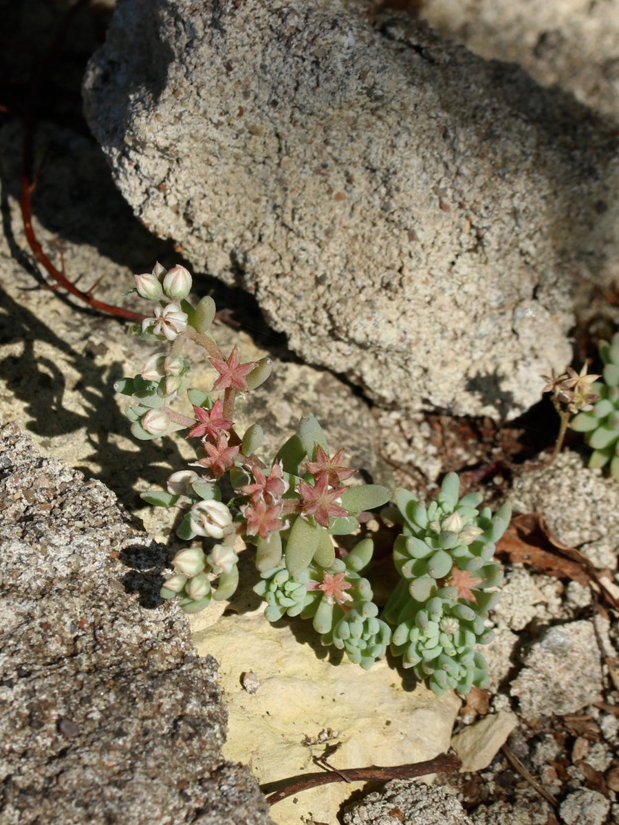 Image of Sedum hispanicum specimen.