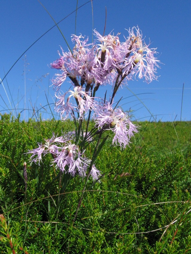 Изображение особи Dianthus superbus.