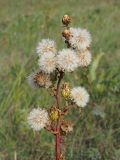 Senecio paucifolius. Верхушка плодоносящего растения. Ульяновская обл., Мелекесский р-н, верховье сезонной р. Сух. Авраль, остепнённый луг с участками засоления. 16.09.2023.