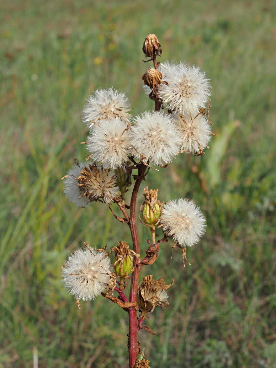 Изображение особи Senecio paucifolius.