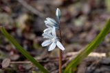 Puschkinia scilloides. Соцветие. Мурманск, Октябрьский р-н, цветник. 19.05.2025.