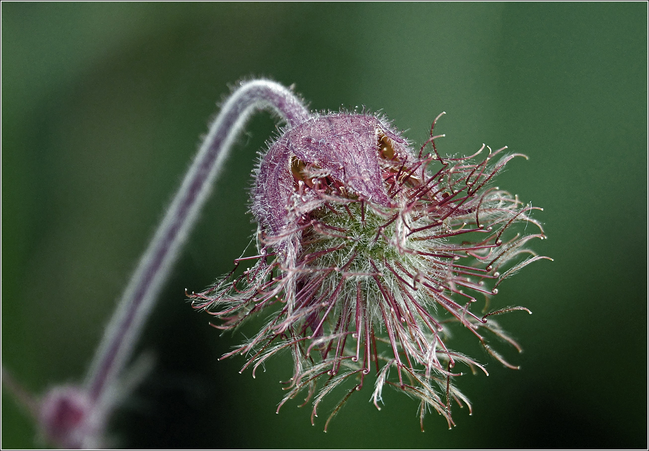 Image of Geum rivale specimen.