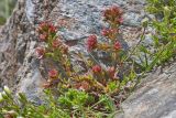 Sedum tenellum