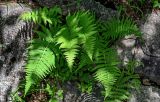 Athyriopsis japonica. Спороносящее растение. Китай, пров. Аньхой, национальный парк \"Хуаншань\", смешанный лес, каменистый участок склона. 29.05.2025.