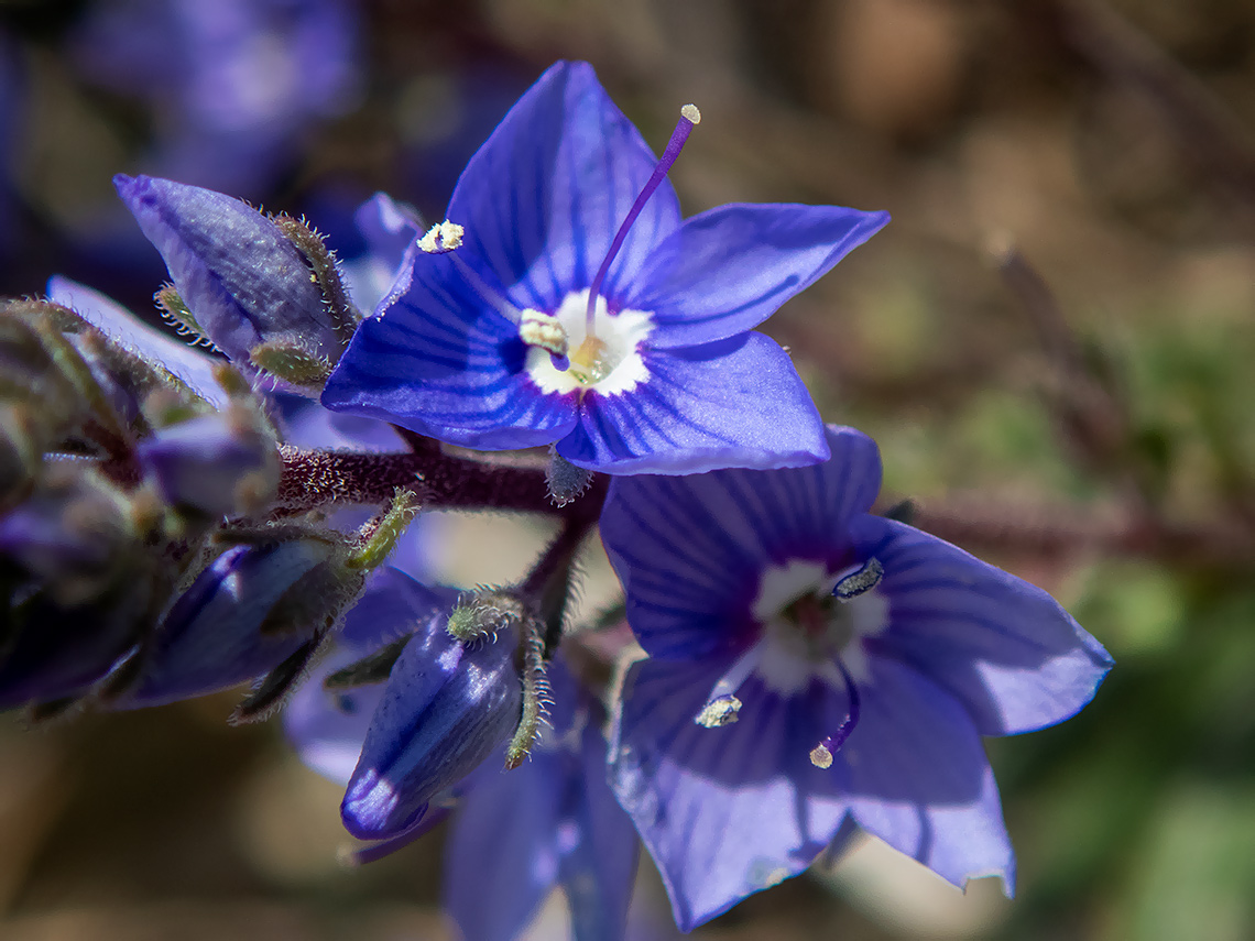 Image of Veronica capsellicarpa specimen.