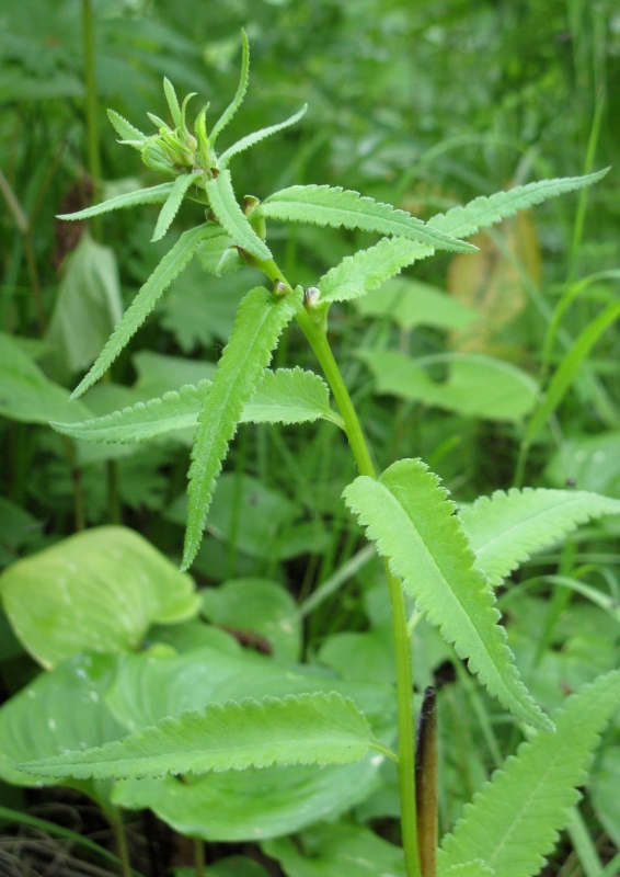 Изображение особи Pedicularis resupinata.