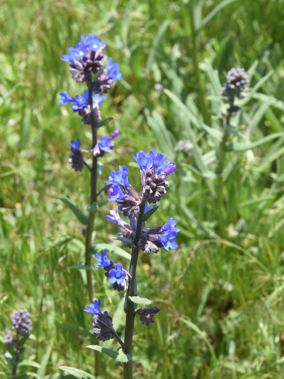 Image of genus Anchusa specimen.