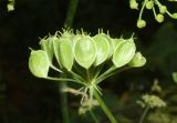 Heracleum sibiricum. Элементарное соплодие-зонтичек. Узбекистан, г. Ташкент, Ботанический сад им. Ф.Н. Русанова. 07.07.2024.