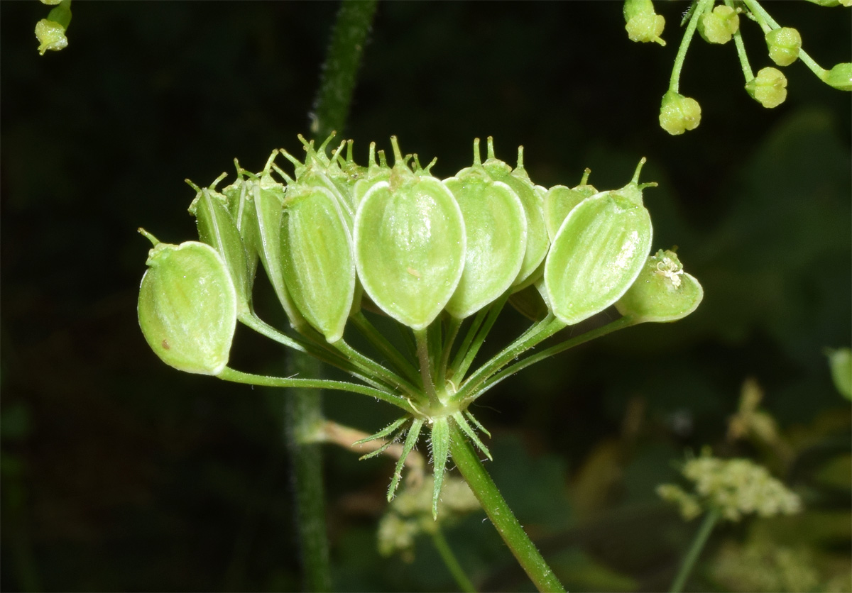 Image of Heracleum sibiricum specimen.