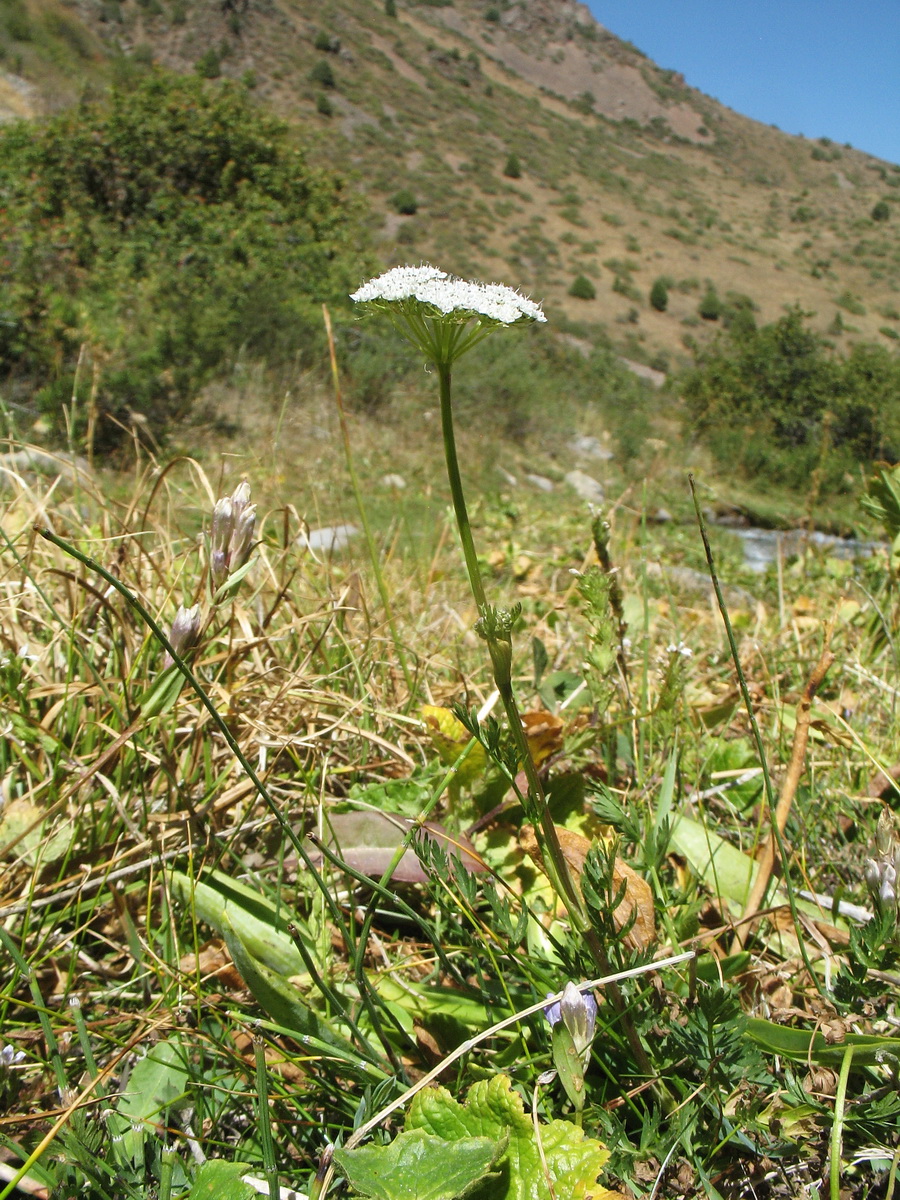 Image of Seseli nemorosum specimen.