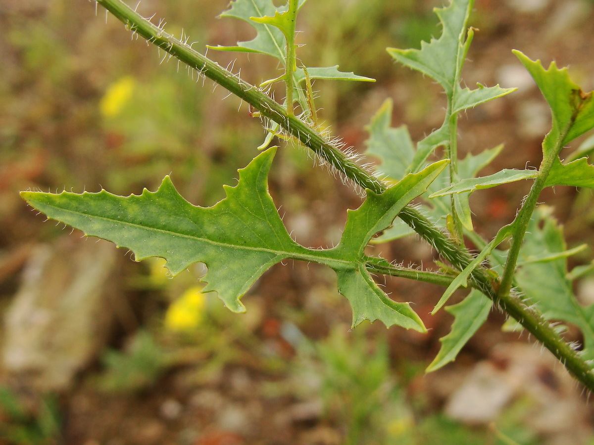 Изображение особи Sisymbrium loeselii.