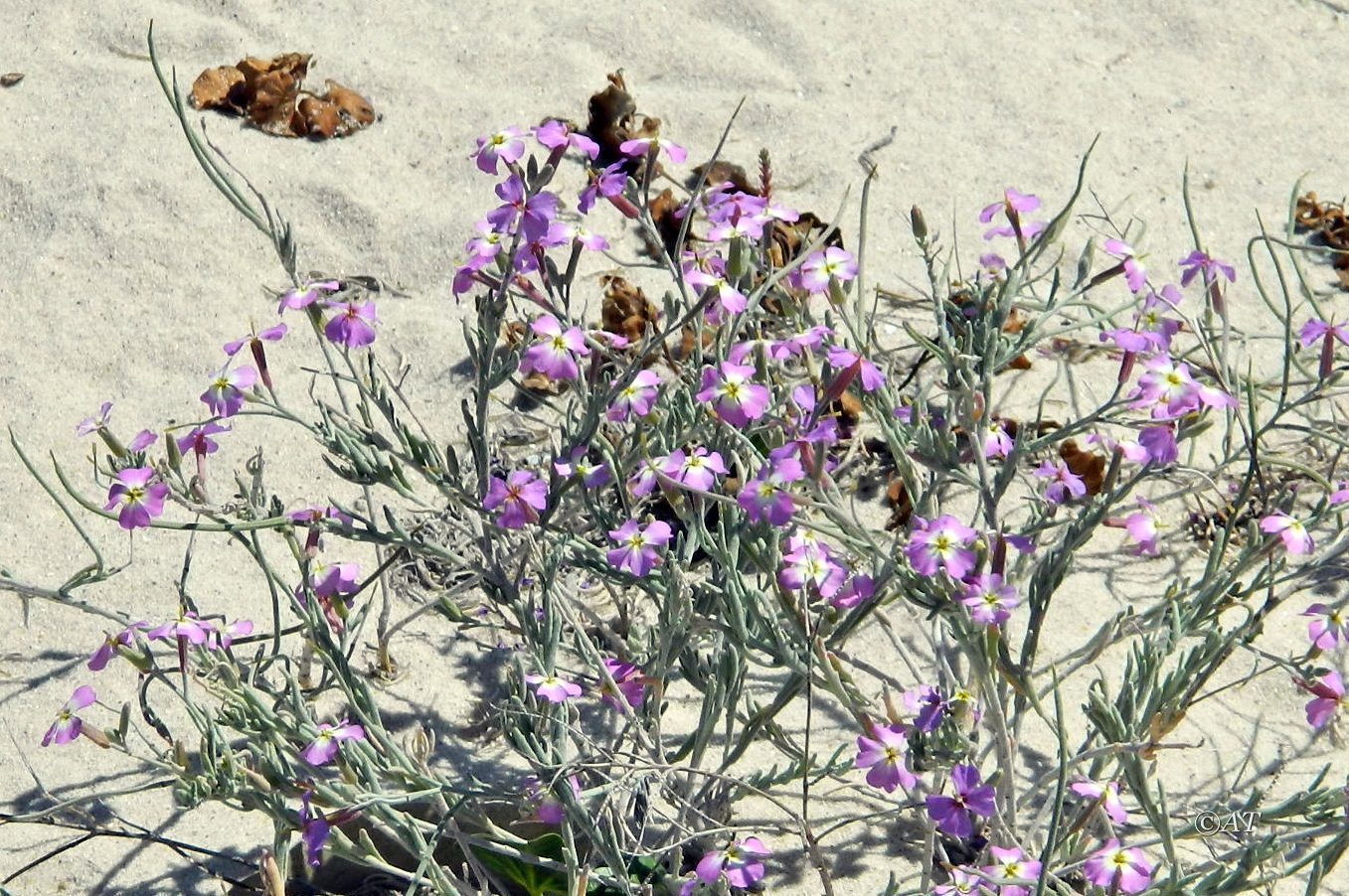 Изображение особи род Matthiola.