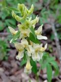 Corydalis marschalliana