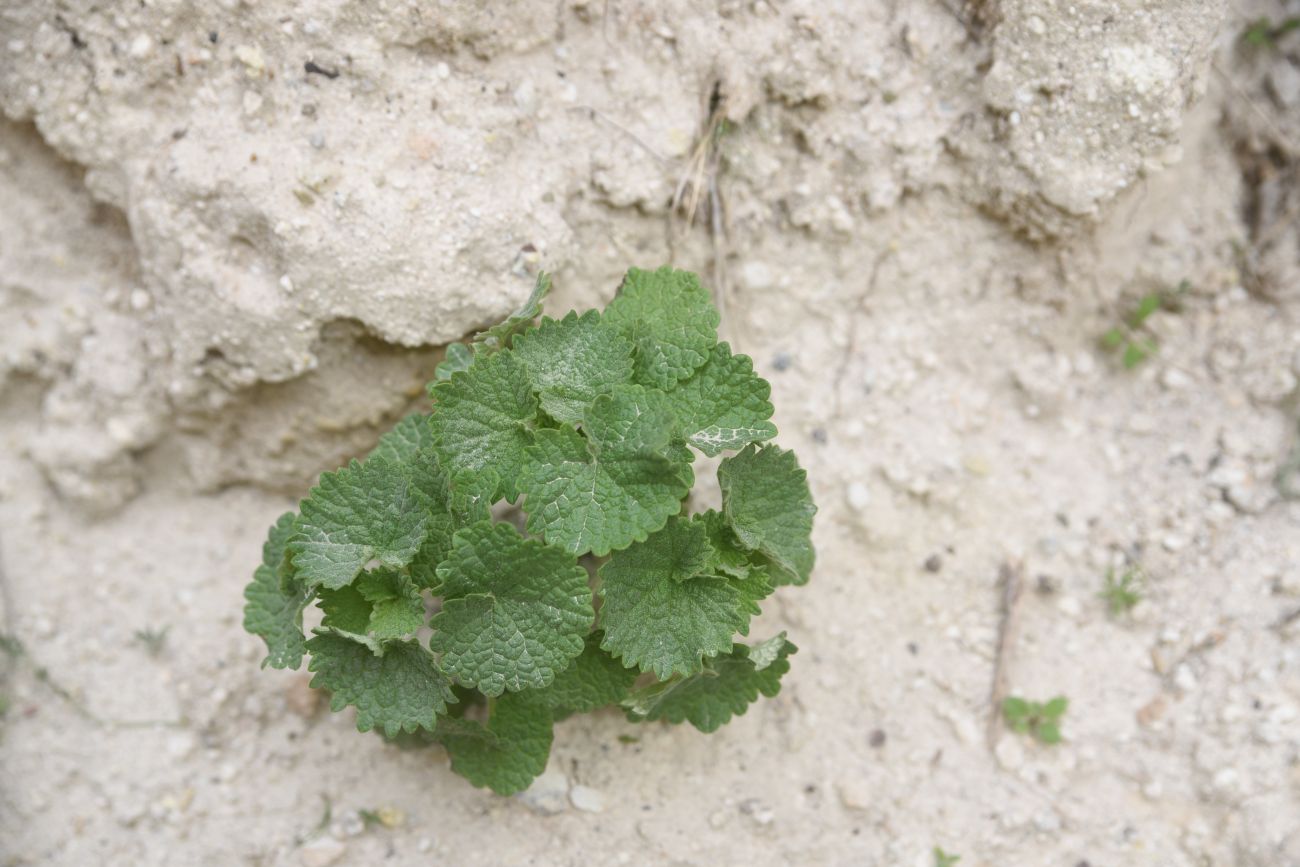 Image of Unknown species specimen.