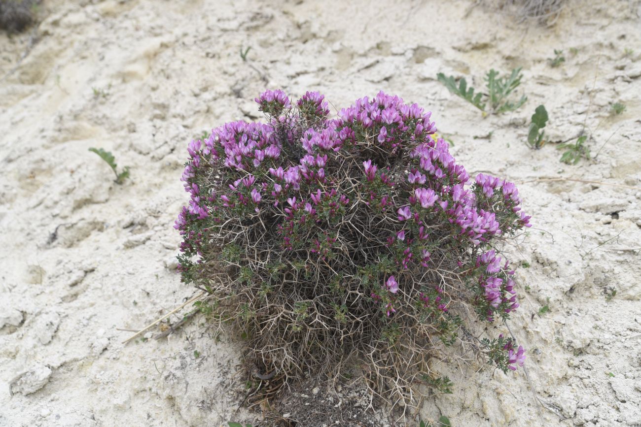 Image of Onobrychis cornuta specimen.