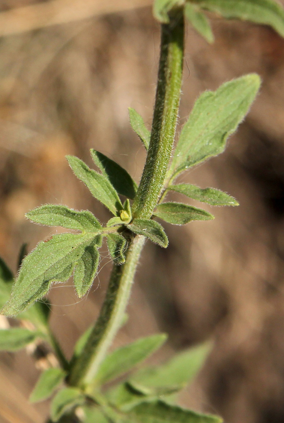 Image of Schizonepeta multifida specimen.