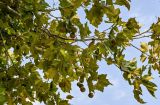 Platanus orientalis. Ветвь с соплодиями. Португалия, округ Сетубал, п-ов Троя, в культуре. 16.08.2025.