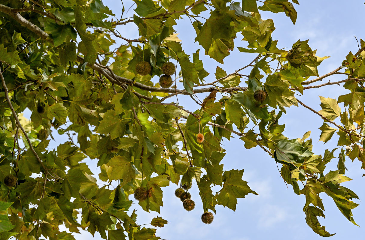 Изображение особи Platanus orientalis.