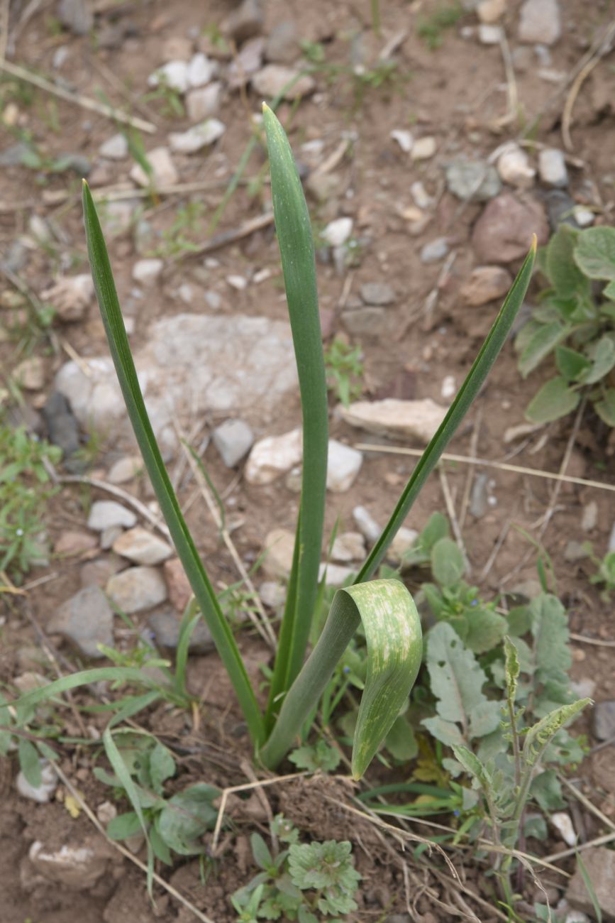 Изображение особи Неопознанный вид.