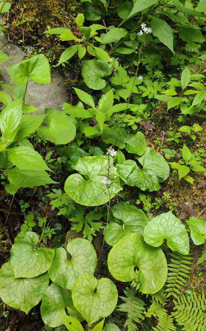 Image of Beesia calthifolia specimen.