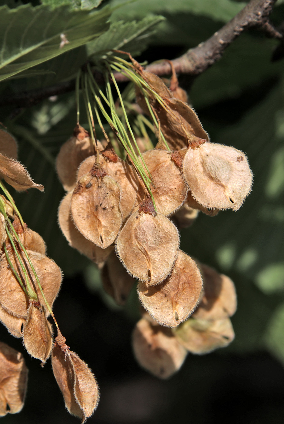 Изображение особи Ulmus laevis.