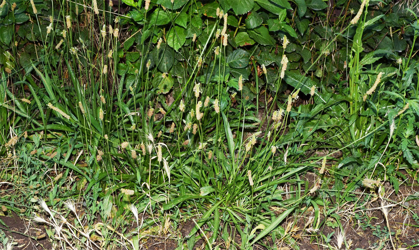 Image of Plantago lanceolata specimen.