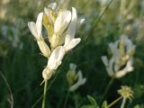 Astragalus albicaulis. ЛНР Старобельский райн меловая степь, правый берег р.Айдар 6 июня 2022 г.