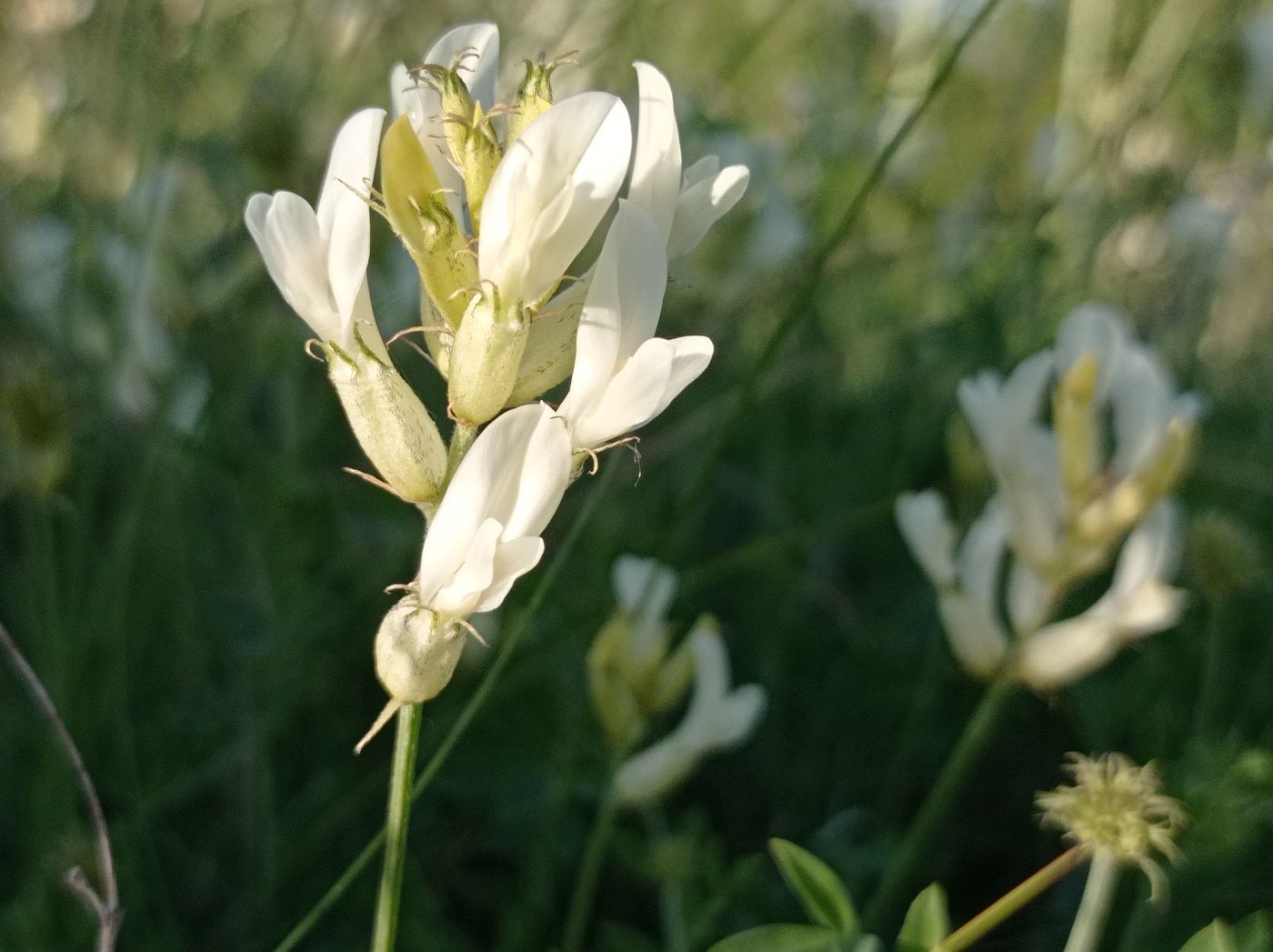 Image of Astragalus albicaulis specimen.