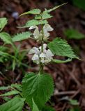 Lamium barbatum