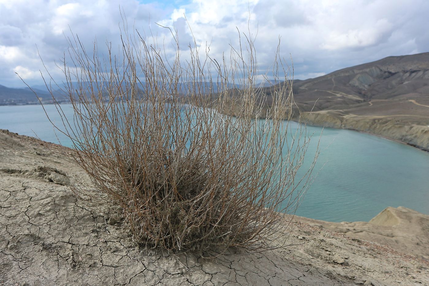 Изображение особи Неопознанный вид.