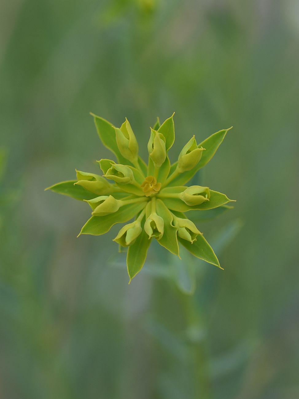 Image of genus Euphorbia specimen.