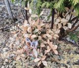 Euonymus japonicus. Растение с обмёрзшими концами веток. Волгоград, ул. Городовикова. 26.03.2026.