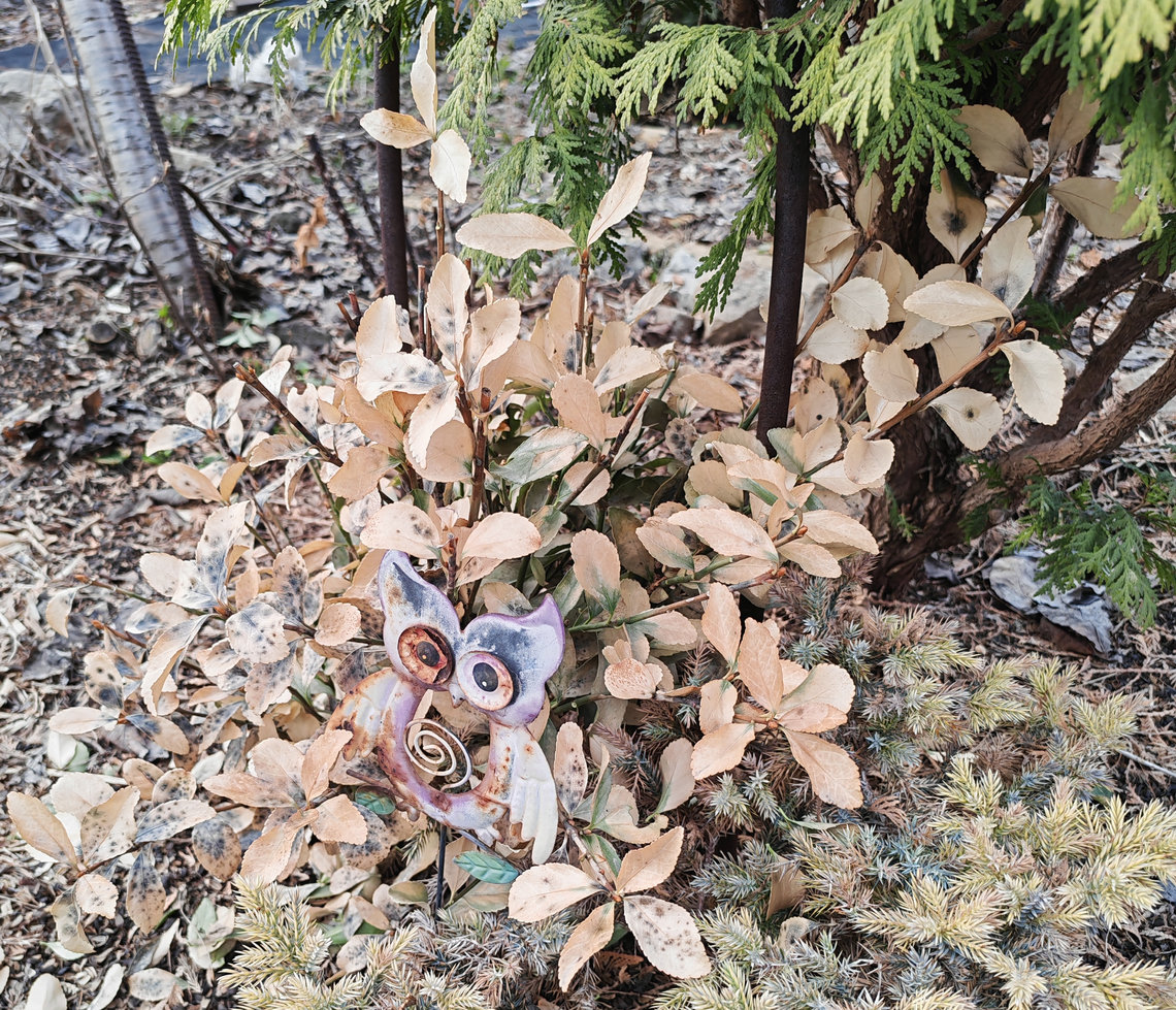 Изображение особи Euonymus japonicus.