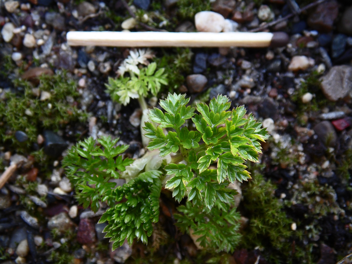 Image of Anthriscus velutina specimen.