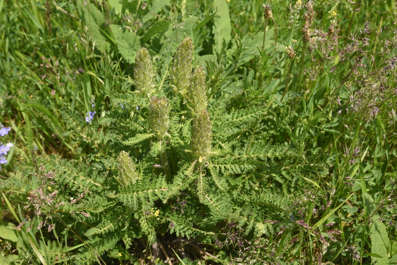 Image of genus Pedicularis specimen.