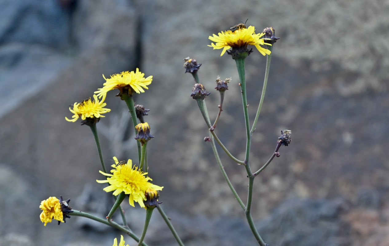 Изображение особи род Sonchus.